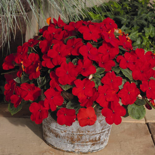 Lollipop Cherry Red impatiens in container