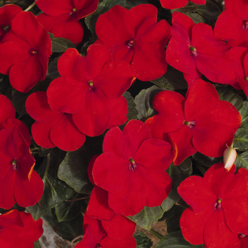 Lollipop Cherry Red impatiens