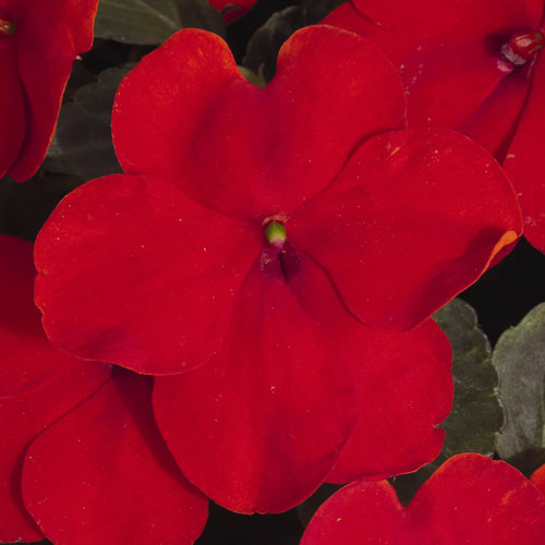 Lollipop Cherry Red impatiens Impatiens Lollipop Cherry Red flower