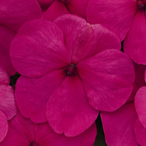 Lollipop Fruit Punch Rose impatiens Impatiens Lollipop Fruit Punch Rose flower