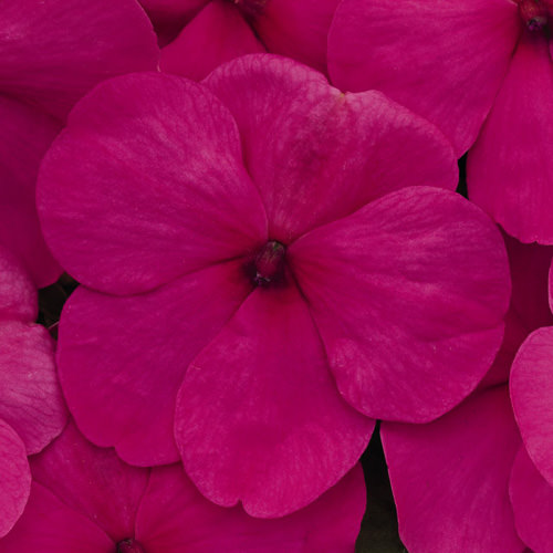 Impatiens Lollipop Fruit Punch Rose flower