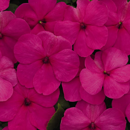 Impatiens Lollipop Fruit Punch Rose flowers