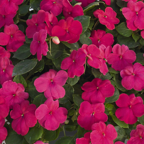Lollipop Fruit Punch Rose impatiens Impatiens Lollipop Fruit Punch Rose seeds