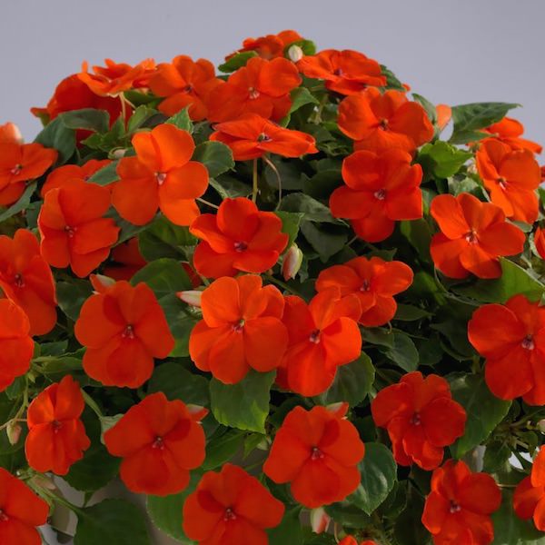 Impatiens Lollipop Orange flowers