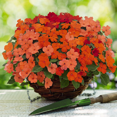Lollipop Peach Salmon impatiens Lollipop Peach Salmon impatiens