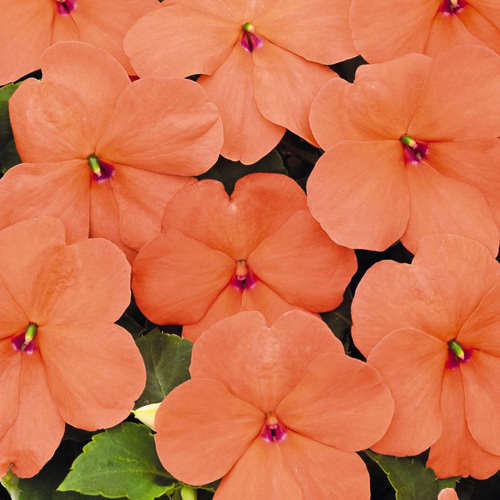 Impatiens Lollipop Peach Salmon flowers