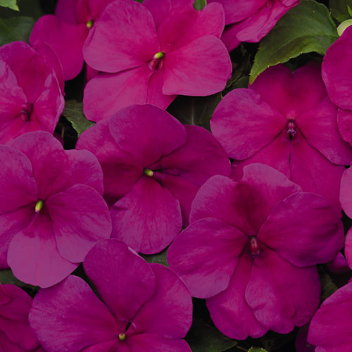 Lollipop Raspberry Violet impatiens Lollipop Raspberry Violet impatiens