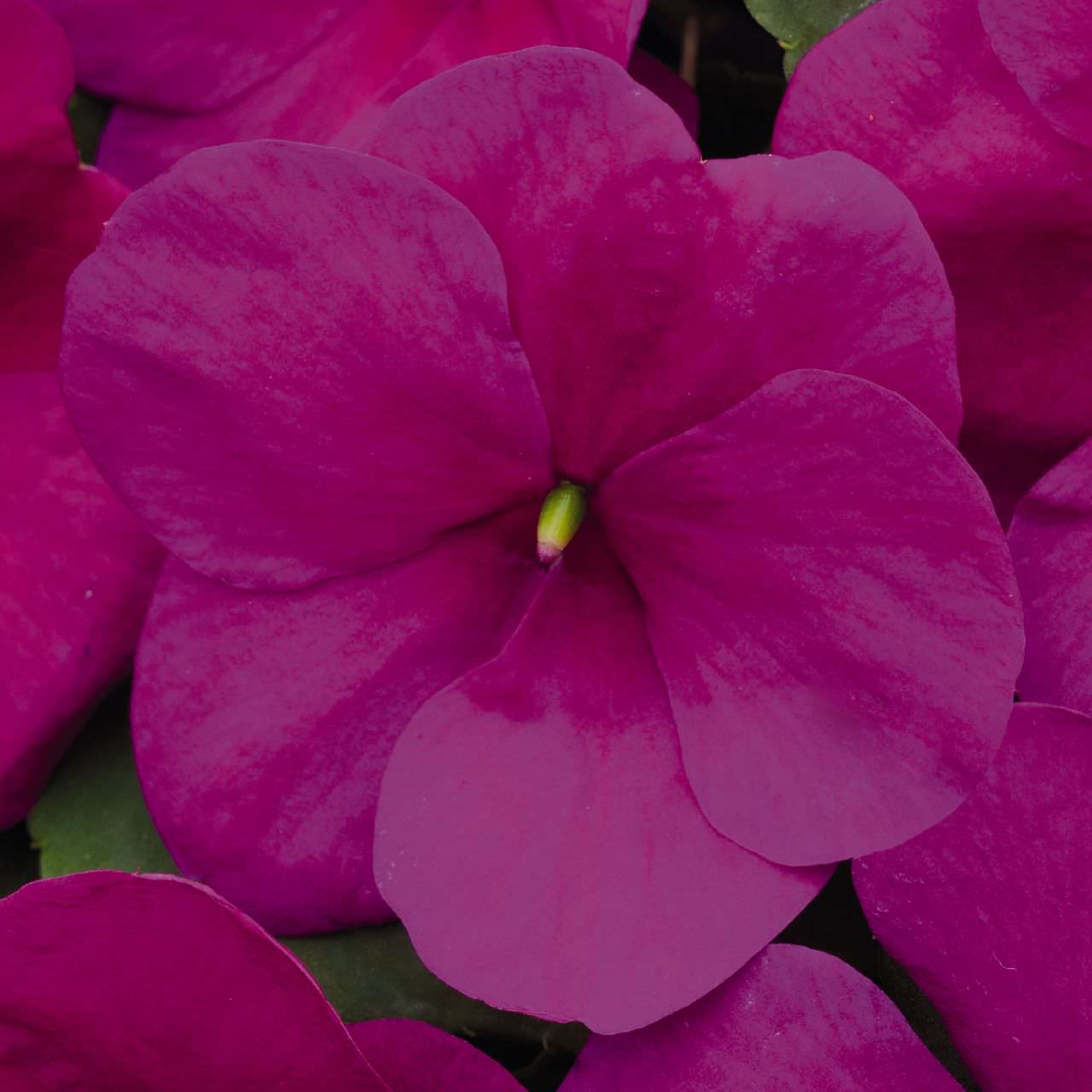 Lollipop Raspberry Violet impatiens Impatiens Lollipop Raspberry Violet - Annual Flowers