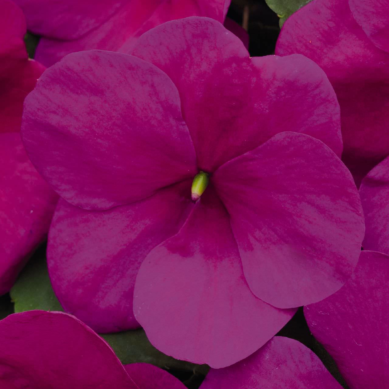 Impatiens Lollipop Raspberry Violet - Annual Flowers