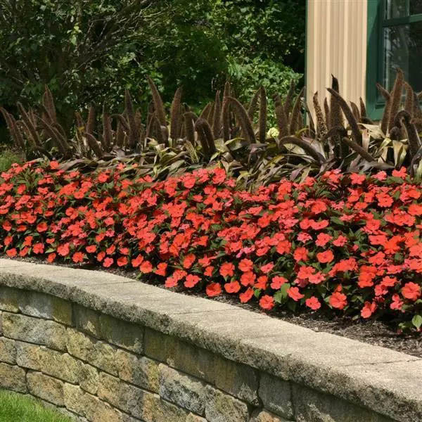 Impatiens Solarscape Orange Burst Impatiens Solarscape Orange Burst