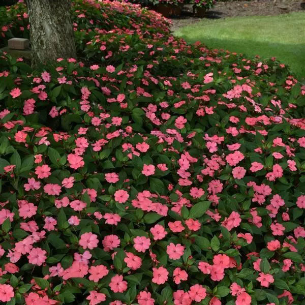 Impatiens Solarscape Salmon Glow