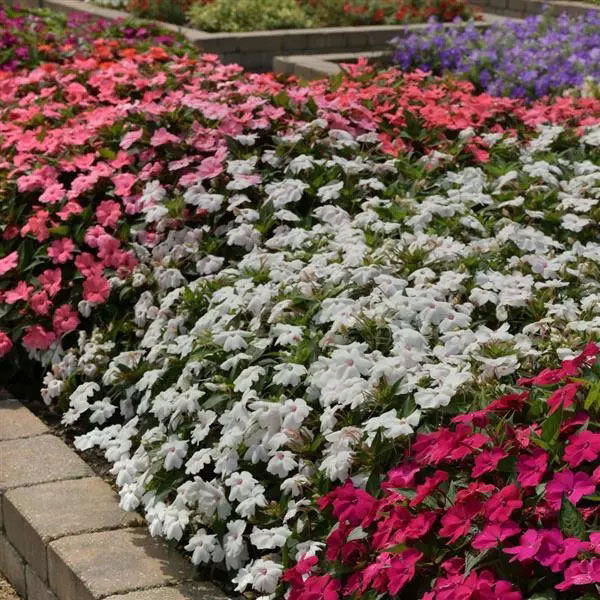 Impatiens Solarscape White Shimmer Impatiens Solarscape White Shimmer