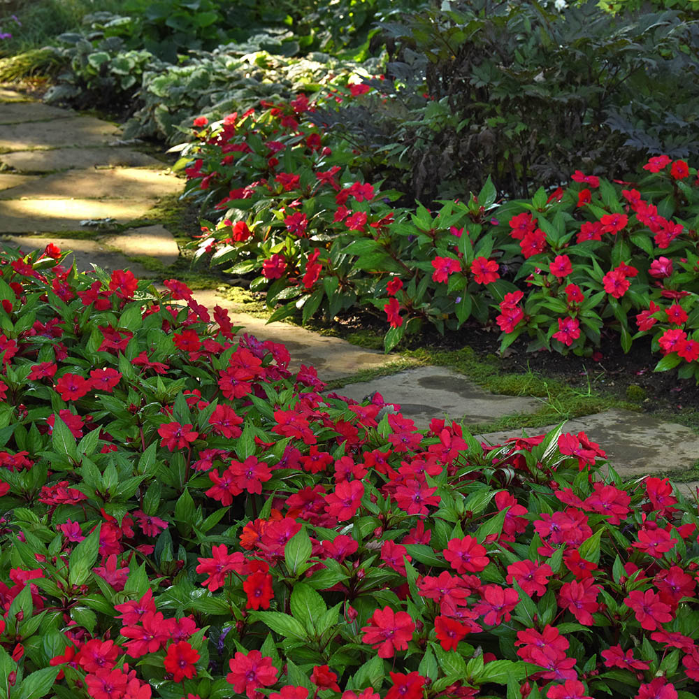 Impatiens Solarscape Xl Red Glow In A Border