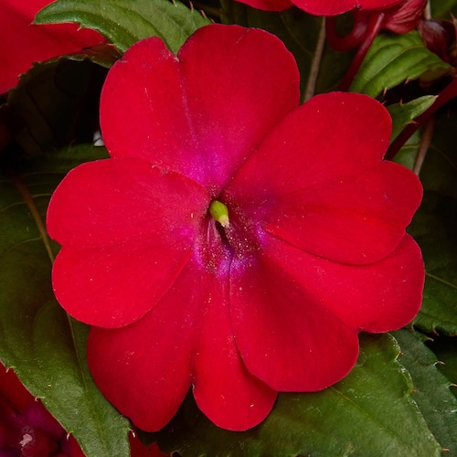 Impatiens Solarscape Xl Red Glow