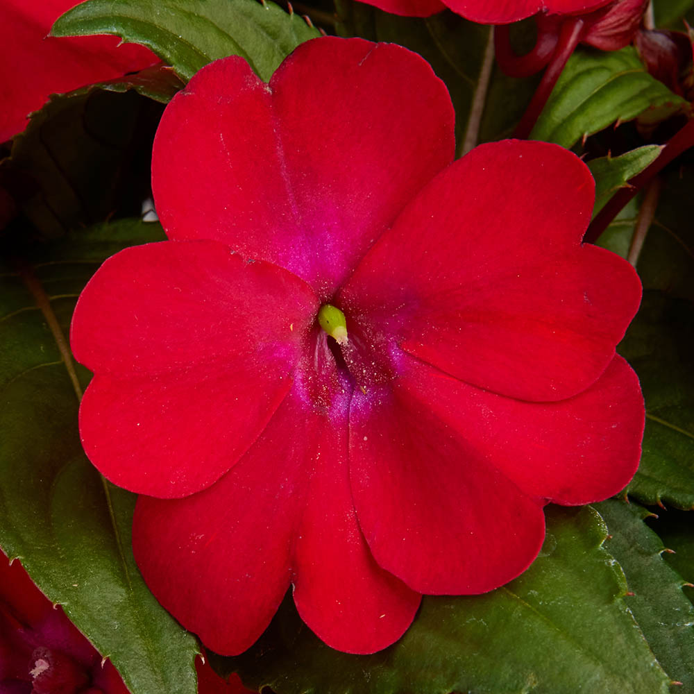 Impatiens Solarscape Xl Red Glow