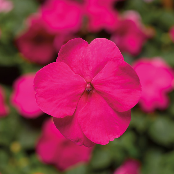 thumbnail image 2 of White Impatiens Seeds - Non-GMO Heirloom Annual Flower (50 Count Packet) 2 of 4