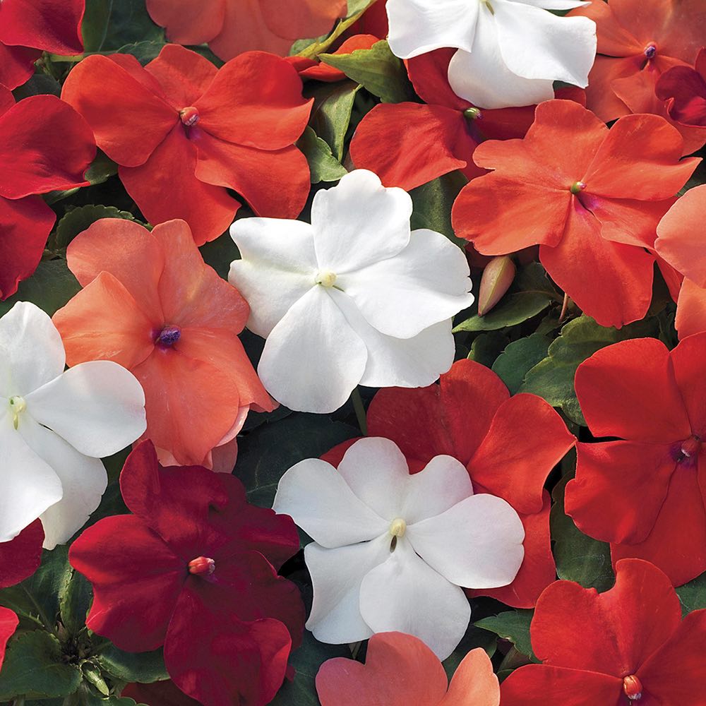 Impatiens Xtreme Utopia Mix Seed Annual Indoor Outdoor No Frost 