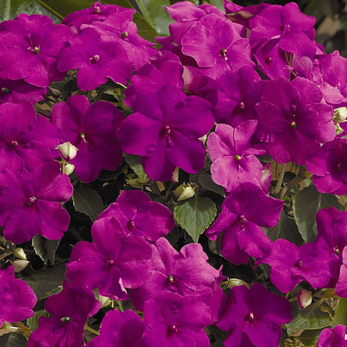 Xtreme Lilac impatiens Impatiens Xtreme Lilac