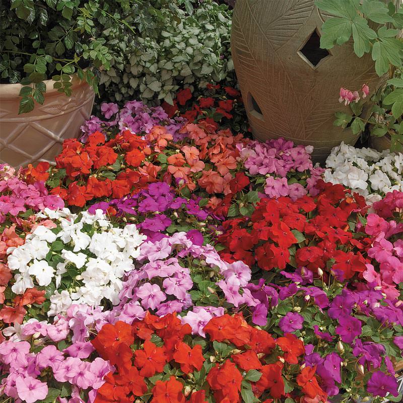 Xtreme Mix impatiens Impatiens Xtreme Mix