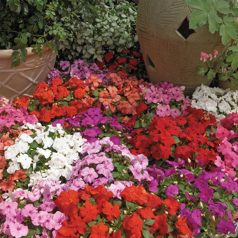 Impatiens Xtreme Mix