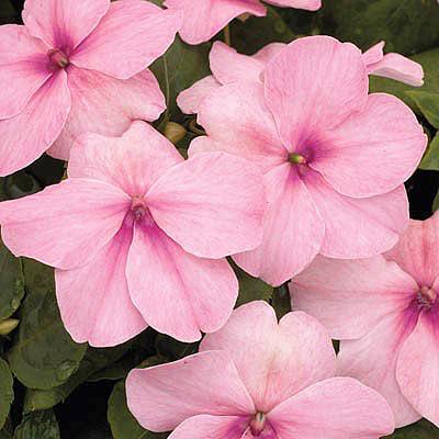 Xtreme Pink impatiens Impatiens Xtreme Pink