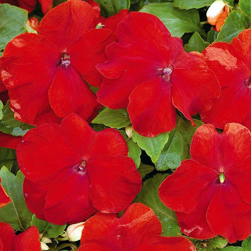 Xtreme Red impatiens Impatiens Xtreme Red