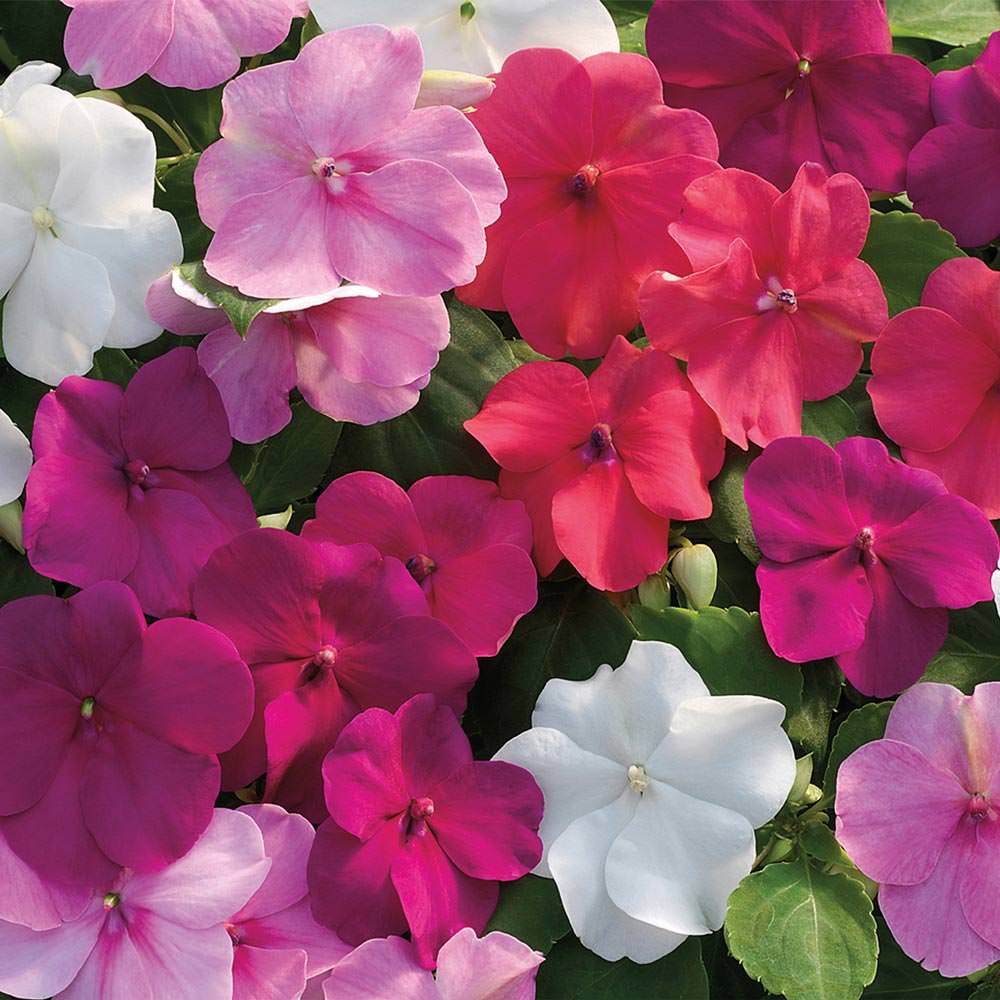 Xtreme Rosy Mix impatiens Impatiens Xtreme Rosy Mix