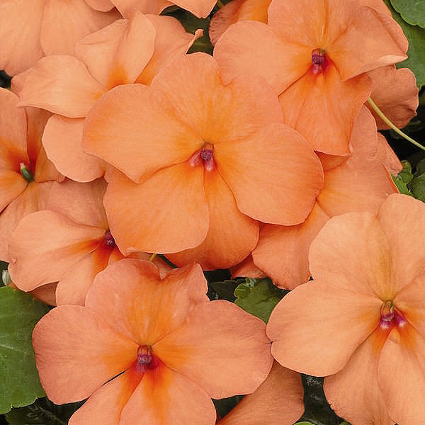Xtreme Salmon impatiens Impatiens Xtreme Salmon