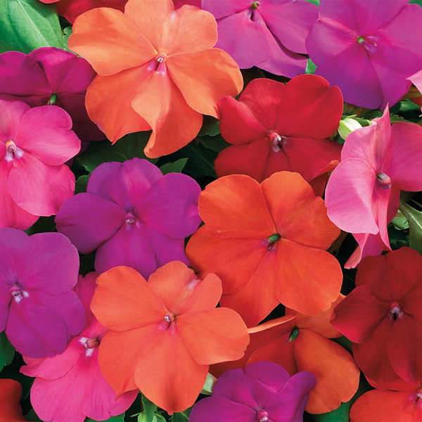 Xtreme Tango Mix impatiens Impatiens Xtreme Tango Mix