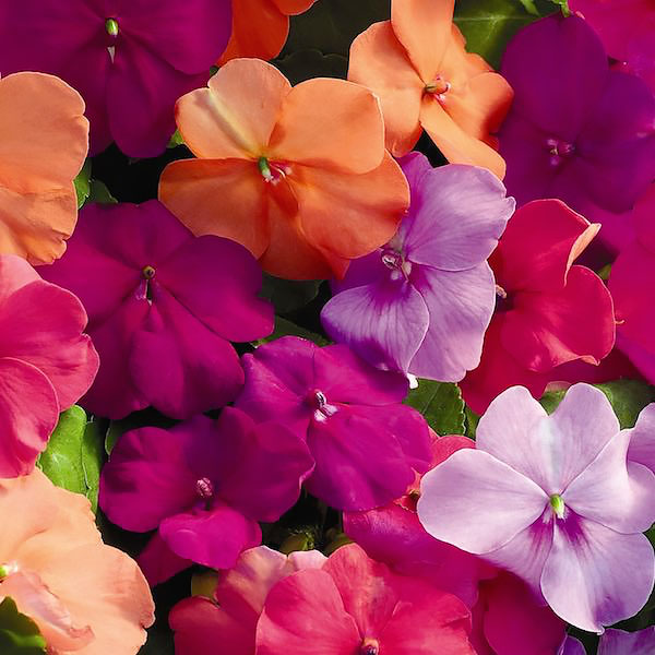 Walleriana 100 2018 Seeds  $1.69 Shipping/order Dwarf Mixed Impatiens Seeds 