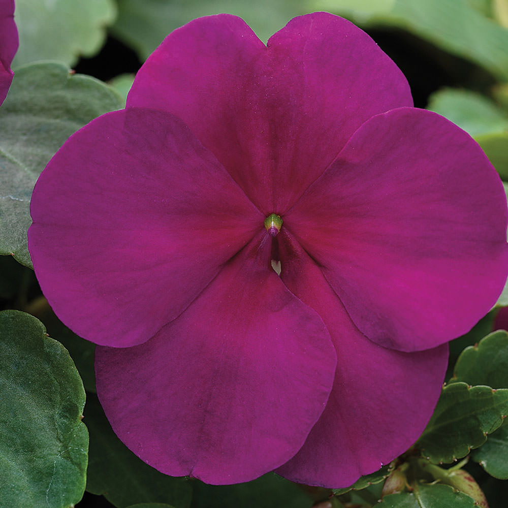 Xtreme Violet impatiens seeds