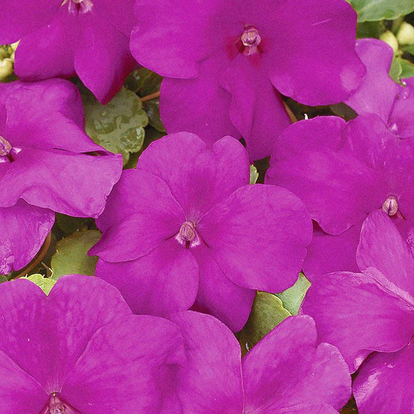 Xtreme Violet impatiens Impatiens Xtreme Violet