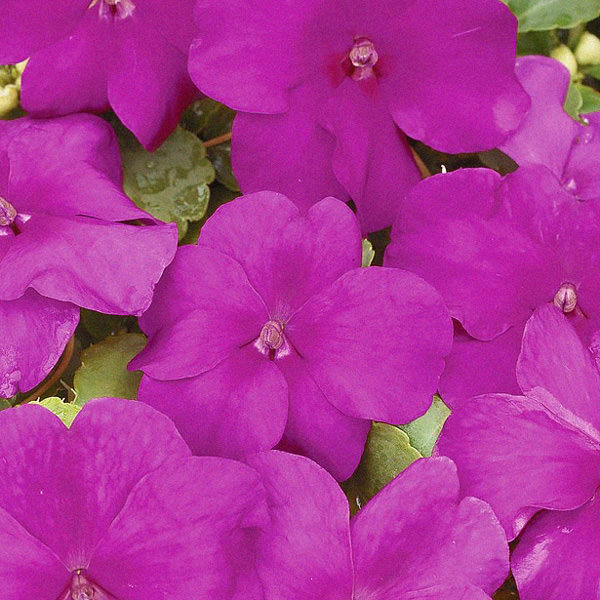 Impatiens Xtreme Violet