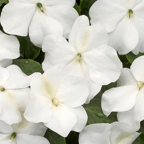 Xtreme White impatiens Impatiens Xtreme White