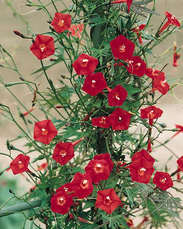 Cardinal Climber vine seeds