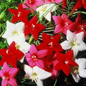 Cypress Vine Mix Cypress Vine flowers - Ipomoea quamoclit