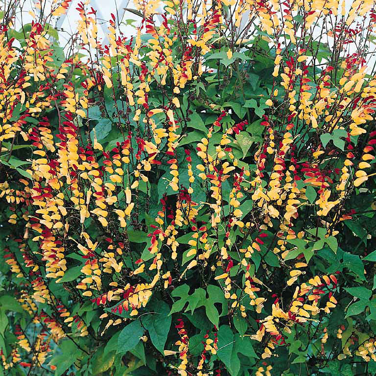 Firecracker Vine Firecracker Vine, Ipomoea lobata