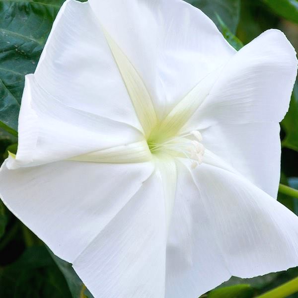 Moon Vine flower