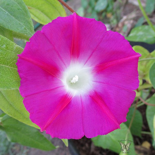 Morning Glory Seeds 7 Morning Glories Vine Seeds