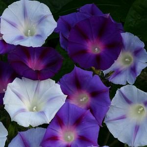 Hazelwood Blues morning glory Morning glory Hazelwood Blues