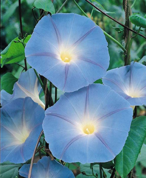 20 MORNING GLORY HEAVENLY BLUE seeds Fragrant Trumpet Flowers Vines on Lattice 