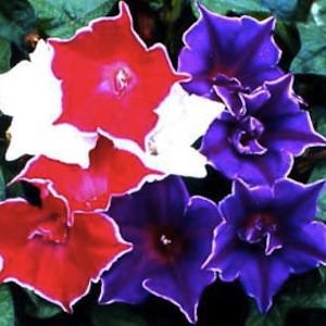 Kikyo-Zaki Mix morning glory Morning glory Kikyo-Zaki Mix