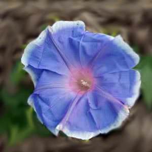 Morning Call Blue with White Edge morning glory Morning glory Morning Call Blue with White Edge