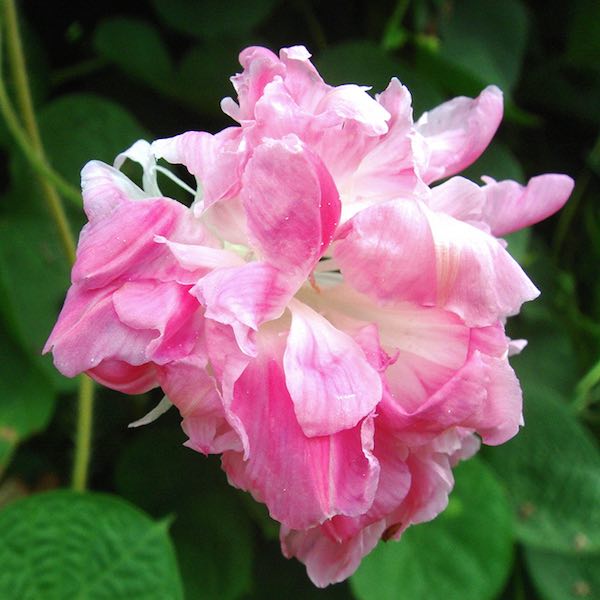 Split Second Rose morning glory seeds