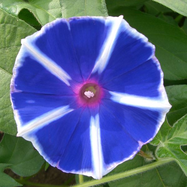 Morning Glory Ipomoea Peppermint Twist Hige 6 seeds