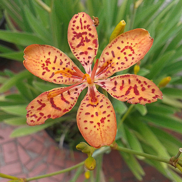 Blackberry lily - Iris domestica