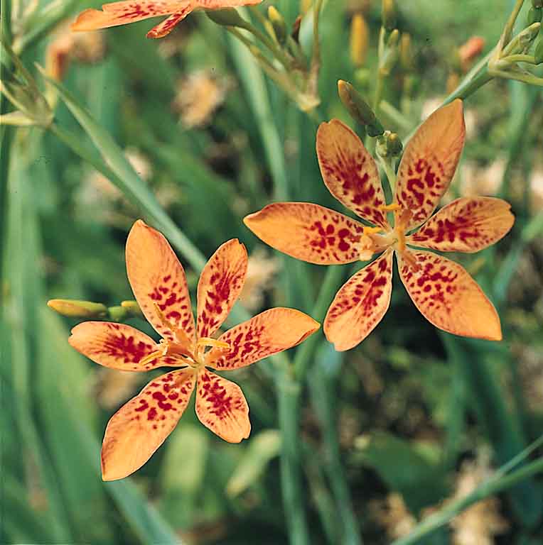 Blackberry lily - Iris domestica syn. Belamcanda chinensis