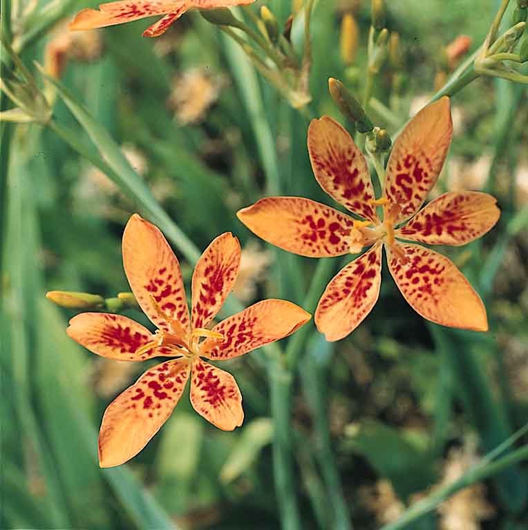 Blackberry lily Blackberry lily - Iris domestica syn. Belamcanda chinensis