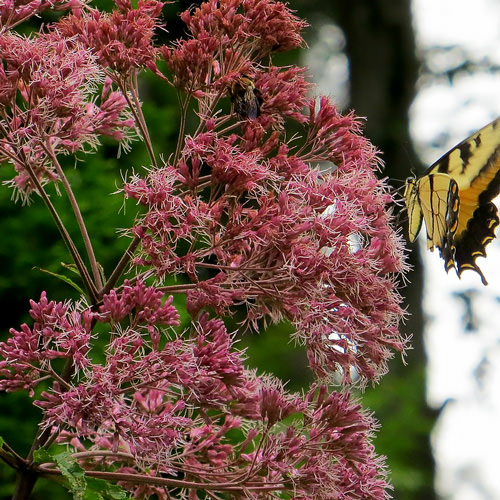 Swallowtail visits Joe-pye weed flowers Joe-pye weed flowers