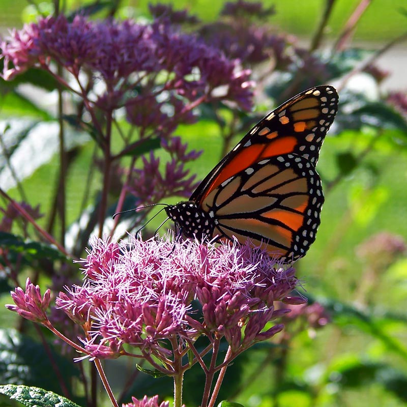 Monarch butterfly on Joe-pye weed flowers